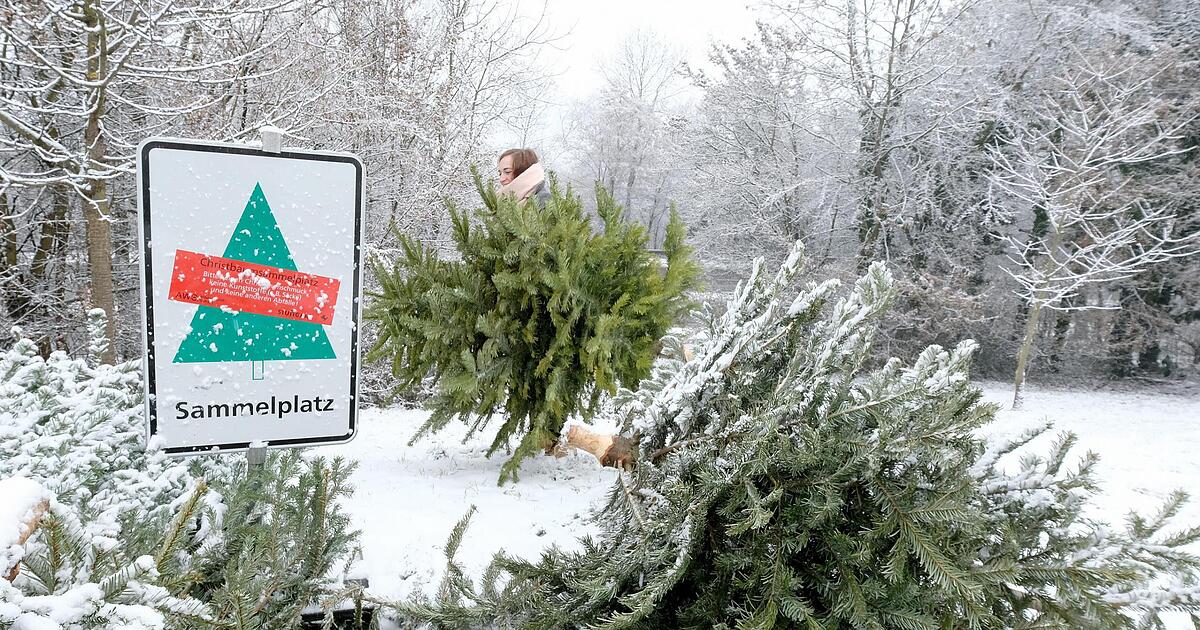 Weihnachtsbaum Hierfür eignen sich Christbäume nach Weihnachten