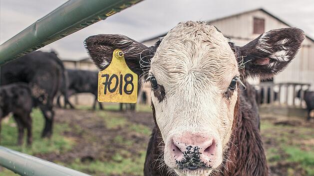 5 gute Gründe, warum du weniger Fleisch essen solltest