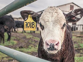 5 gute Gründe, warum du weniger Fleisch essen solltest