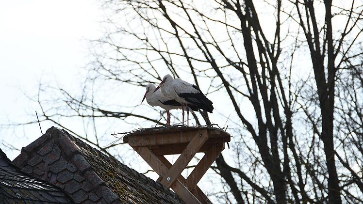 Auch der Horst auf dem Dach von Schloss Steinenhausen ist bewohnt. Foto: Achim Zeitler