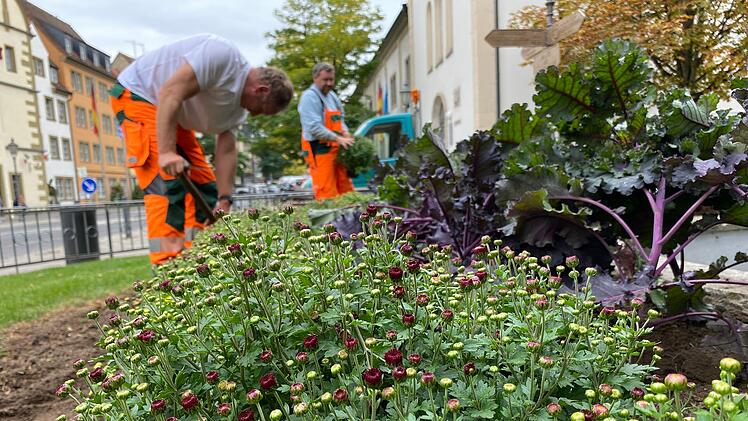 Kitzingen: Mit rund 2500 Pflanzen - Stadtgärtner machen Plätze für den Winter schön