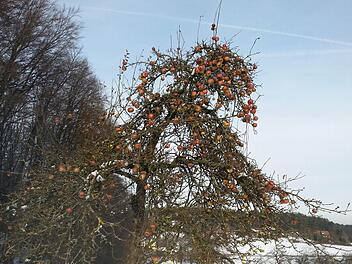 Manche abseits stehenden Apfelbäume lohnen nicht, sie abzuernten. Umso mehr freuen sich die Vögel zurzeit über eine leckere Ergänzung ihres Speiseplans.  Foto: Roland Betz