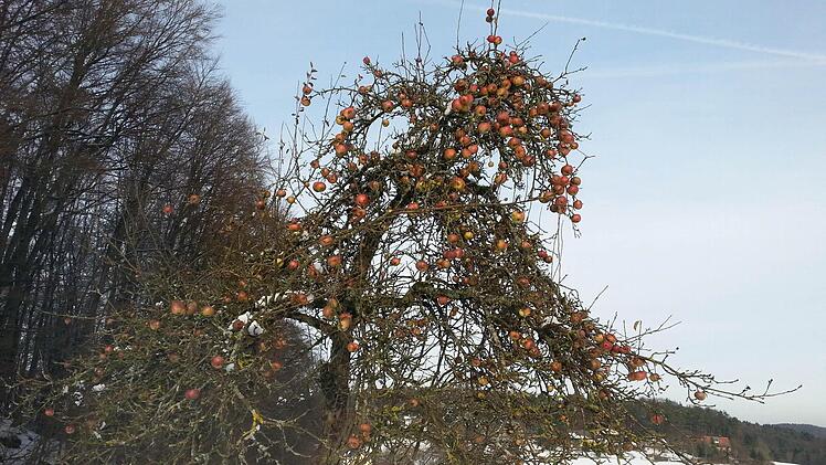 Manche abseits stehenden Apfelbäume lohnen nicht, sie abzuernten. Umso mehr freuen sich die Vögel zurzeit über eine leckere Ergänzung ihres Speiseplans.  Foto: Roland Betz
