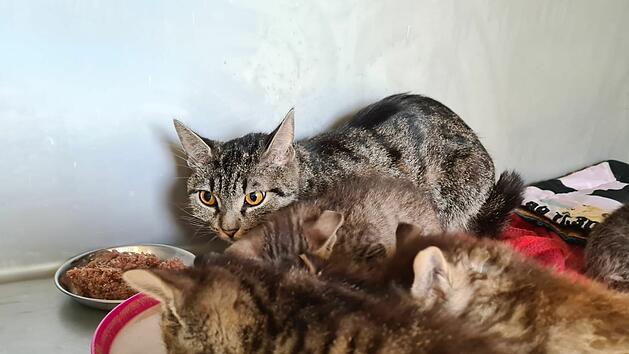 Tierheim Ha&szlig;berge: Nach Rettung aus Zweizimmerwohnung - 27 gefundene Katzen erholen sich