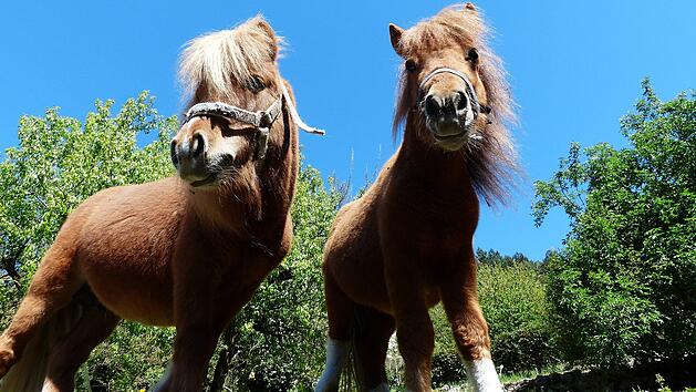 In Mettweiler wurden Shetlandponys von einer Weide gestohlen.
