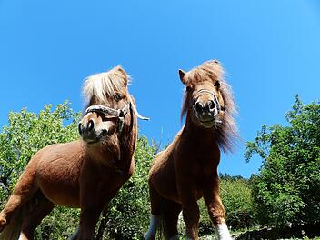 In Mettweiler wurden Shetlandponys von einer Weide gestohlen.
