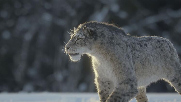 Das Animations- und Special-Effects-Studio Framestore l&auml;sst auch in der dritten Staffel von "Ein Planet vor unserer Zeit" ausgestorbene Spezies wie S&auml;belzahntiger lebendig werden.