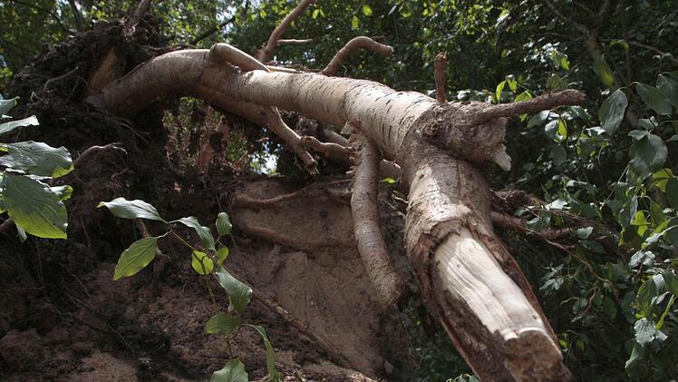 Foto: Josef Hofbauer