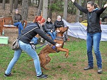 So temperamentvoll wie die Hunde geht Hundetrainerin Sonja Meiburg (rechts) mit ihnen um, aber immer gewaltfrei. Im Bild ist auch Lisa Stengel mit ihrem Rhodesian-Ridgeback zu sehen.  Foto: Simon Albrecht