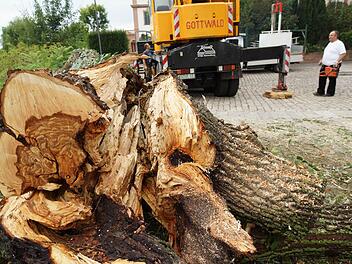 Der Stamm liegt zersägt zum Abtransport bereit. Foto: Arkadius Guzy