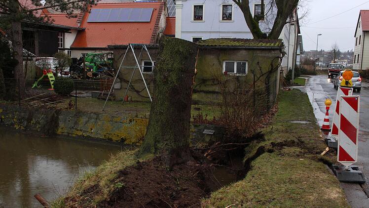 Die entwurzelte Eiche, die über die Straße in den Hof gegenüber gefallen war, stellte sich von selbst wieder an ihren alten Platz, nachdem ihr Stamm durchschnitten war.  Evi Seeger
