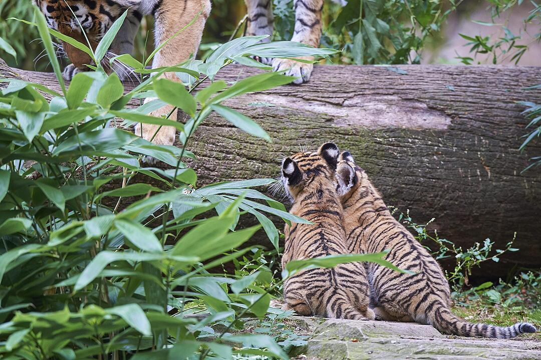Kleine Tiger im Außengehege des Tiergartens Nürnberg