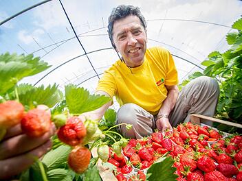 Weil die Früchte in seinen Folienhäusern bessere Bedingungen haben als unter freiem Himmel, kann Hermann Bayer schon seit Anfang Mai Erdbeeren ernten. Weil jede Sorte zu einem unterschiedlichen Zeitpunkt reif ist, ist der Nachschub bis Ende August gesichert. Foto: Marian Hamacher