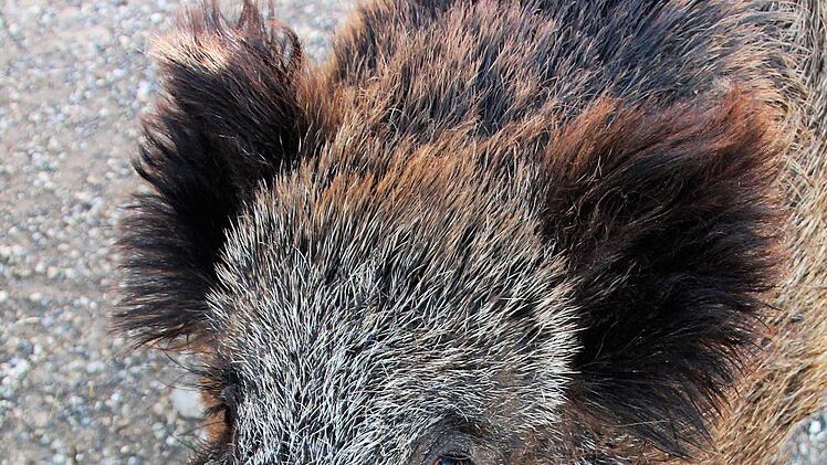 Dieser Blick: Rosalie ist ein kluges Wildschwein, sagt Valeska Roos. Diana Fuchs