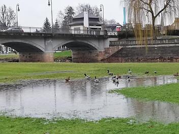 Nicht nur die Enten holen sich im Luitpoldpark schon nasse Füße.