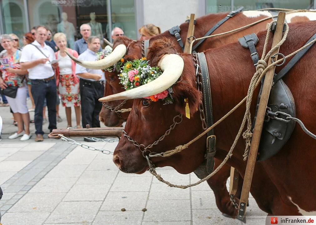 Der Rakoczy-Fest-Sonntag 2016 in Bildern