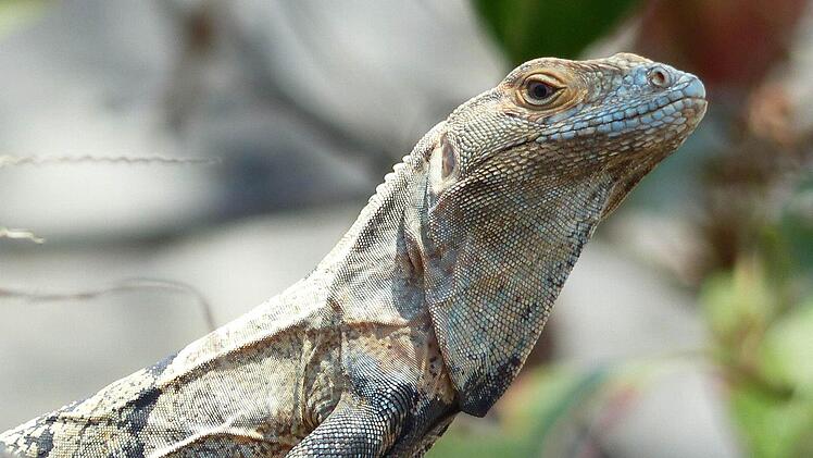 Schau mir in die Augen, Kleines. Allerorten in Mittelamerika sieht man solche harmlosen Echsen.