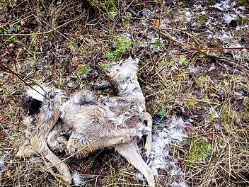 Im Jagdrevier Schlaifhausen wurde dieses Reh von wildernden Hunden getötet. Foto: Bernd Kupfer