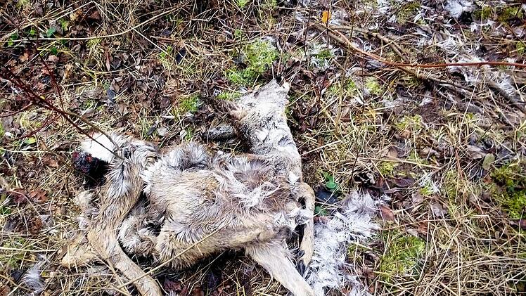 Im Jagdrevier Schlaifhausen wurde dieses Reh von wildernden Hunden getötet. Foto: Bernd Kupfer