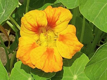 Kapuzinerkresse aus dem Kräutergarten