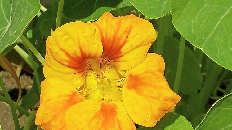 Kapuzinerkresse aus dem Kräutergarten