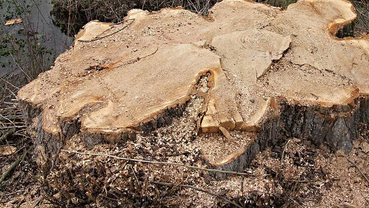 Der Stock der Pyramidenpappel ist gesund, wesentliche Faulstellen sind nicht vorhanden. Von daher bestand keine Gefahr, dass die Pappel umfallen könnte. Foto: Helmut Will