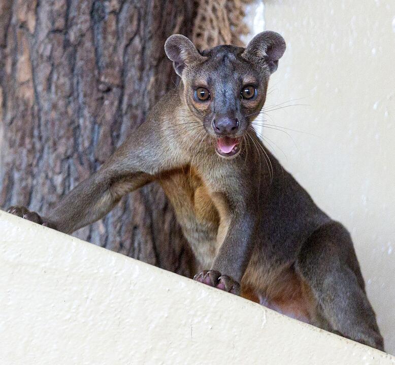 Fossas als neue Tierart im Zoopark Erfurt
