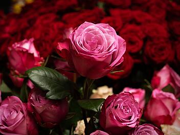 Blumen zum Valentinstag