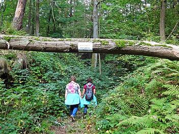 Mehrere hundert Wanderfreunde nehmen an der Herbstwanderung der 5-Sterne-Gemeinden teil. Sie findet am 19. September statt und wird von der Gemeinde Knetzgau ausgerichtet. Von Schloss Oberschwappach geht es durch Wälder und Weinberge über den Zabelstein zurück nach Oberschwappach. Foto: Sabine Weinbeer
