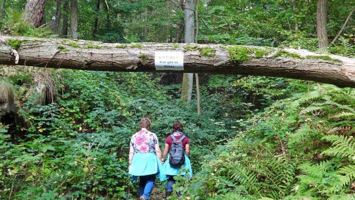 Mehrere hundert Wanderfreunde nehmen an der Herbstwanderung der 5-Sterne-Gemeinden teil. Sie findet am 19. September statt und wird von der Gemeinde Knetzgau ausgerichtet. Von Schloss Oberschwappach geht es durch Wälder und Weinberge über den Zabelstein zurück nach Oberschwappach. Foto: Sabine Weinbeer