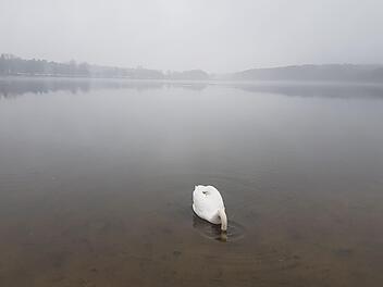 Gründelnder Schwan auf dem Dechsendorfer Weiher: Einmal im Jahr begeben die Tiere  sich quasi in einen "Teillockdown". Sie  mausern ihr Gefieder und sind dann    wochenlang flugunfähig.    Christian Bauriedel