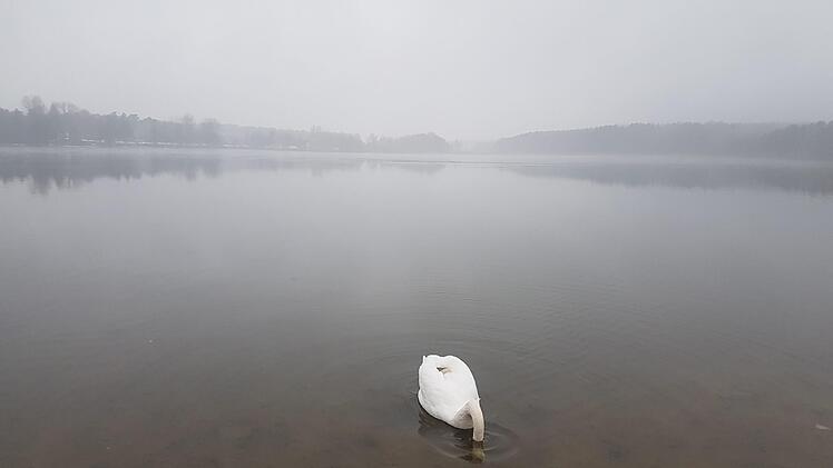 Gründelnder Schwan auf dem Dechsendorfer Weiher: Einmal im Jahr begeben die Tiere  sich quasi in einen "Teillockdown". Sie  mausern ihr Gefieder und sind dann    wochenlang flugunfähig.    Christian Bauriedel