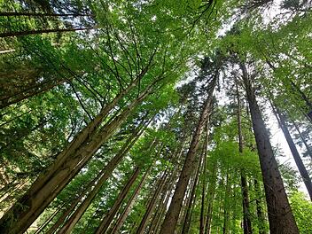 Im Kreis Kronach gibt es drei Waldbesitzervereinigungen: die WBV Rennsteig, die WBV Frankenwald und die WBV Kronach-Rothenkirchen. Foto: Daniel Karmann/dpa