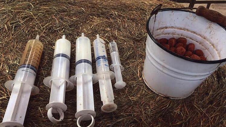 Mineralien und Medikamente f&uuml;r die Pferde Foto: Katharina W&uuml;stefeld