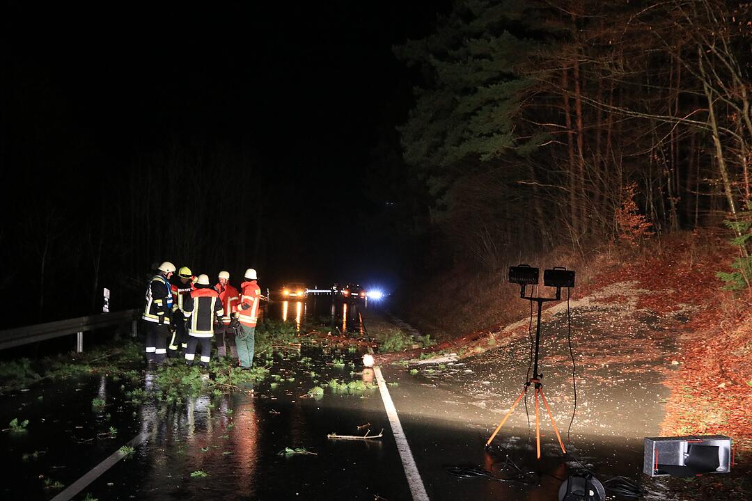 Vorsätzlich angesägt: 18 Meter Stamm liegt plötzlich auf der Straße
