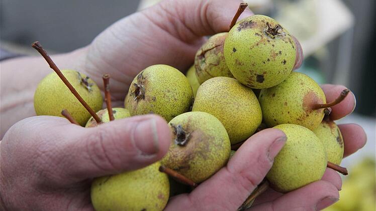 Die Sübirne: eine alte fränkische Streuobstsorte.