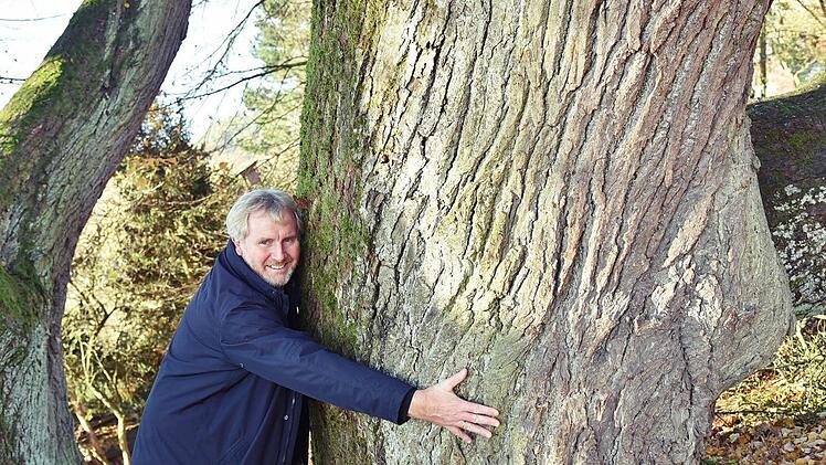 Von dem mächtigen Umfang der Stämme der Baumgruppe ist selbst der Fachmann Bernhard Ledermann überwältigt. Foto: Gabi Arnold