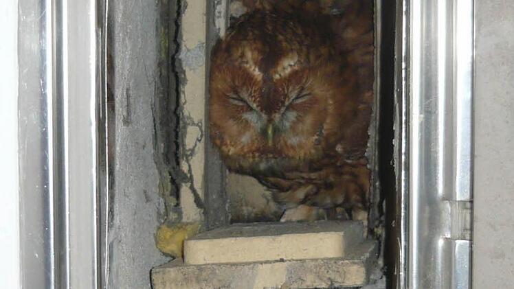 Überraschender Anblick im Kamin Foto: privat