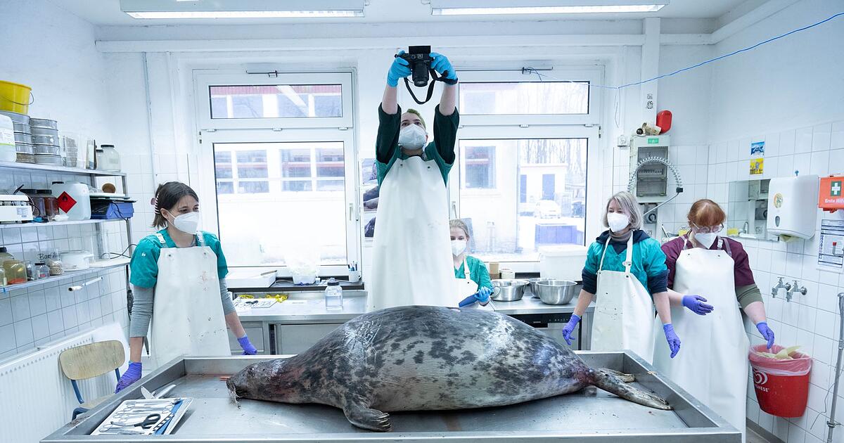 Robbensterben-Ermittlungen-gegen-zwei-Tatverd-chtige