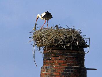 Schaut herzlos aus, ist für den restlichen Nachwuchs überlebenswichtig: Der weibliche Storch wirft ein totes Jungtier aus dem Horst in Meschenbach. Foto: Hans-Peter Schönecker