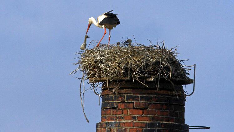 Schaut herzlos aus, ist für den restlichen Nachwuchs überlebenswichtig: Der weibliche Storch wirft ein totes Jungtier aus dem Horst in Meschenbach. Foto: Hans-Peter Schönecker
