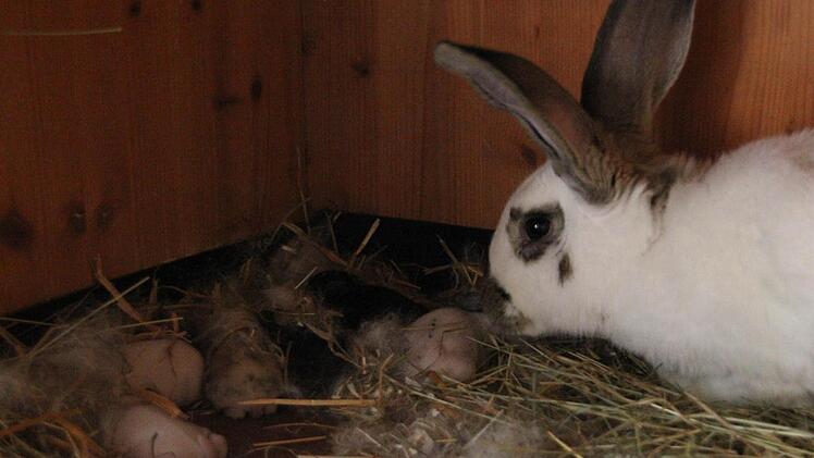 Lulu und ihre Kleinen. Foto: Marco Meißner