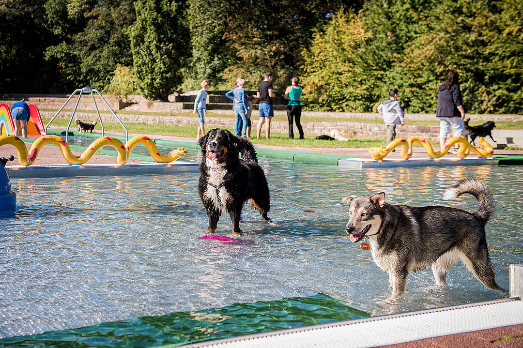 Leinen los! Hunderte Fellnasen erobern Freibad nach Saisonende