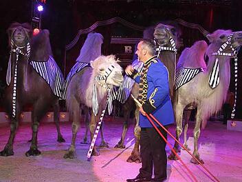 Die Kamele sind Chefsache: Henry Frank persönlich hat die Tiere dressiert. Fotos: Sonja Adam