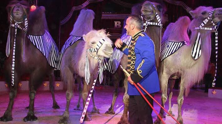 Die Kamele sind Chefsache: Henry Frank persönlich hat die Tiere dressiert. Fotos: Sonja Adam