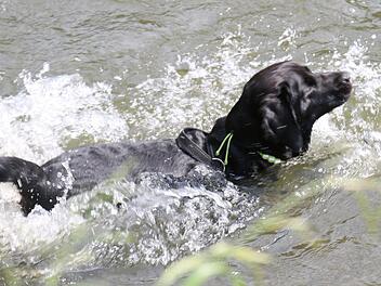 Labradormischling Amy kühlt sichbei heißen Temperaturen im Wasser ab. An einem offiziellen Hundebadestrand an der Kieswäsch wird der Vierbeiner seinem Vergnügen aber wohl nicht nachgehen können. Foto: Jochen Nützel