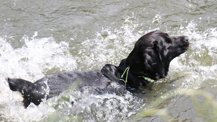 Labradormischling Amy kühlt sichbei heißen Temperaturen im Wasser ab. An einem offiziellen Hundebadestrand an der Kieswäsch wird der Vierbeiner seinem Vergnügen aber wohl nicht nachgehen können. Foto: Jochen Nützel