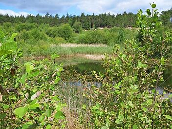 Die Muggenbacher Tongruben gehören zu den wenigen Orten im Coburger Land, an denen noch Turteltauben anzutreffen sind. Foto: Rainer Lutz