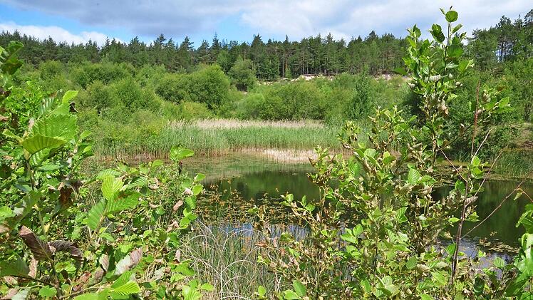 Die Muggenbacher Tongruben gehören zu den wenigen Orten im Coburger Land, an denen noch Turteltauben anzutreffen sind. Foto: Rainer Lutz