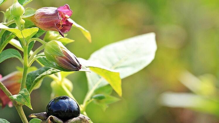 Giftige Gartenpflanzen: Diese 10 Arten solltest du kennen
